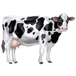 Jointed Cow printed in great detail to replicate the traditional milk cow.