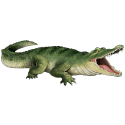 Jointed Crocodile