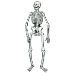 Jointed Skeletons (Pack of 24) Jointed Skeletons, decoration, halloween, skeleton, wholesale, inexpensive, bulk