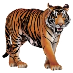 Jointed Tiger