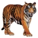 Jointed Tiger