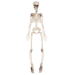 Plastic Skeleton