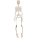 Plastic Skeleton (Pack of 1) - 00495