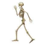 Profile Pete Jointed Skeleton (Pack of 12) human skeleton decor, skeleton, profile skeleton, human skeleton, jointed skeleton 