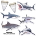 Shark Streamer Set (Pack of 12) - 53807