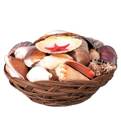 Brown wicker basket with seashells from the ocean.