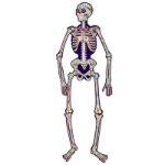 Jointed Day Of The Dead Skeleton (Pack of 12) Jointed Day Of The Dead Skeleton, day of the dead, skeleton, decoration, Halloween, wholesale, inexpensive, bulk