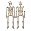 Vintage Halloween Jointed Skeleton (Pack of 12) Vintage, Halloween, Jointed, Skeleton, evil, scary, spooky